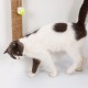 Wall Mounted Scratching Post with Hanging Ball Toy Cat Scratcher Cat Climbing Scratching Toy for Cats Playing Alone