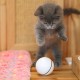 Smart Interactive Cat Toy Ball, Automatic Rolling Ball, USB Rechargeable Cat Light Toy, 360 Degree Self Rotating Ball for Pet Cat Dog, LED Lighting Cat Exercise Chaser Toy