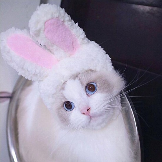 Cute Pet Rabbit Ears Hat for Cat Cosplay Clothes Fancy Pet Bunny Cap Halloween Easter Birthday Photo Shoot Dress for Cat