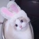 Cute Pet Rabbit Ears Hat for Cat Cosplay Clothes Fancy Pet Bunny Cap Halloween Easter Birthday Photo Shoot Dress for Cat