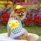 Dog Shirt Pet Plaid Shirts Pet Summer Clothes for Puppy Dogs Duck Cartoon Backpack with Yellow Hat